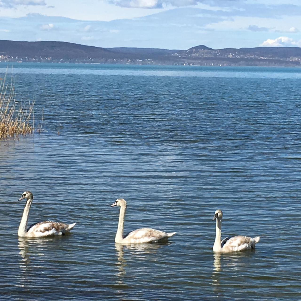 Beach Resident Balatonszárszó 외부 사진